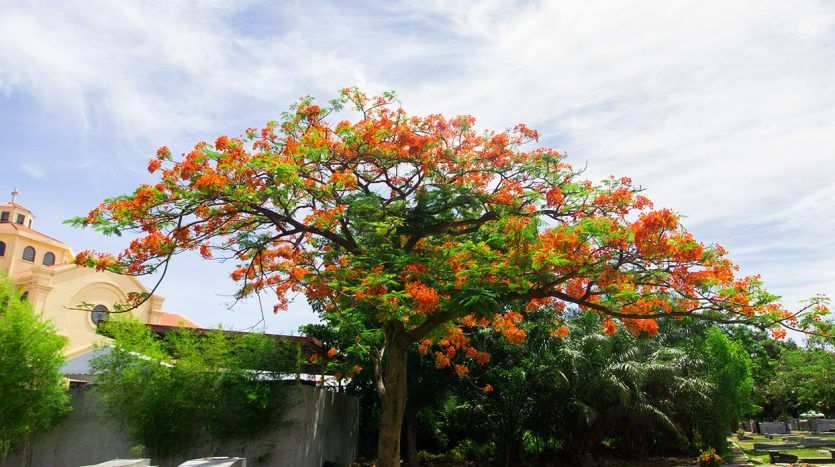 Fire Tree Blooms inside Golden Haven Las Pinas