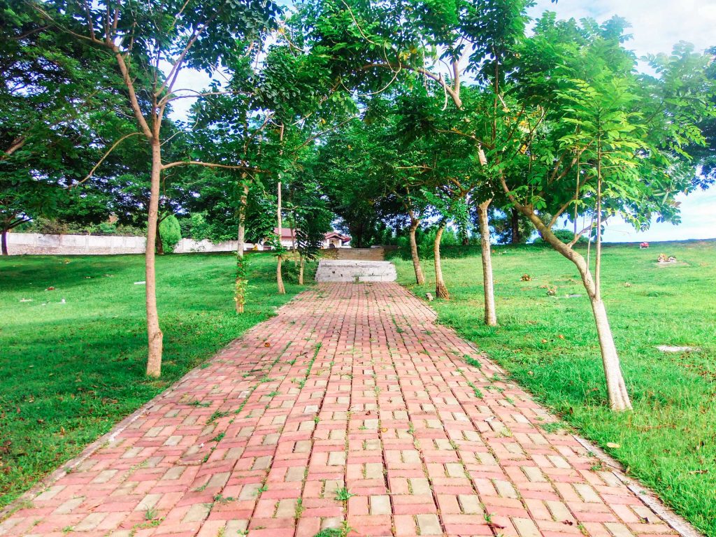 Pathway and Trees