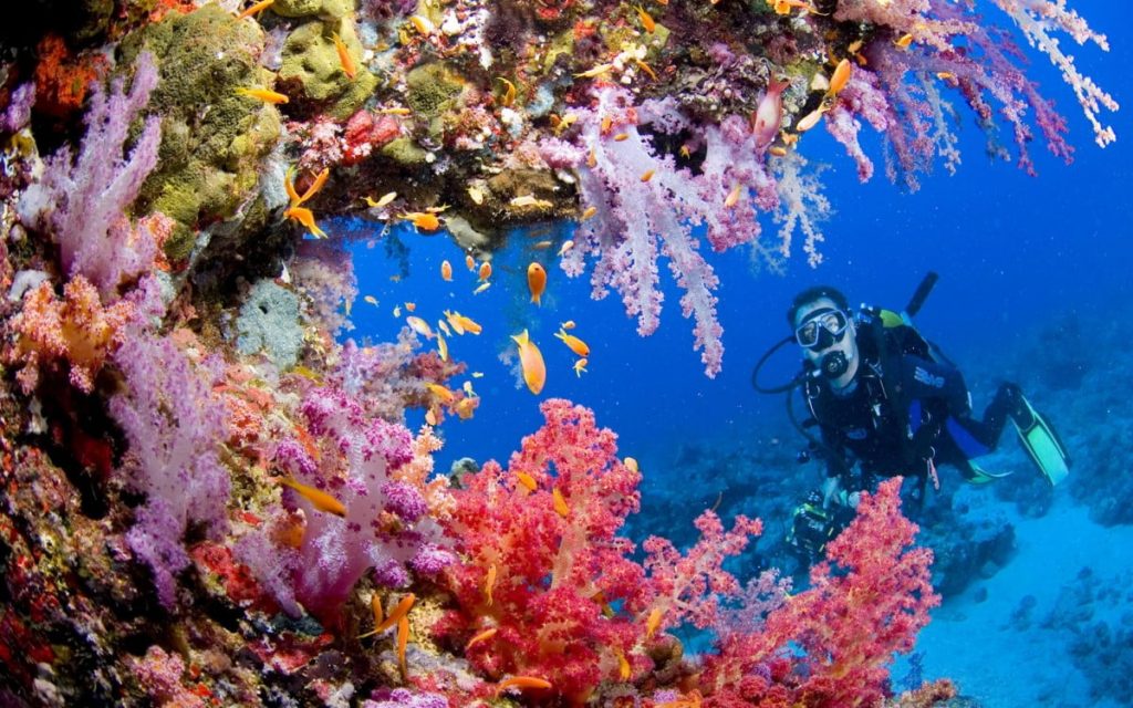An underwater shot showing a scuba diver and various coral reefs