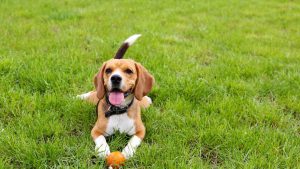 Ways to Have Fun With Your Pets at Golden Haven Memorial Park