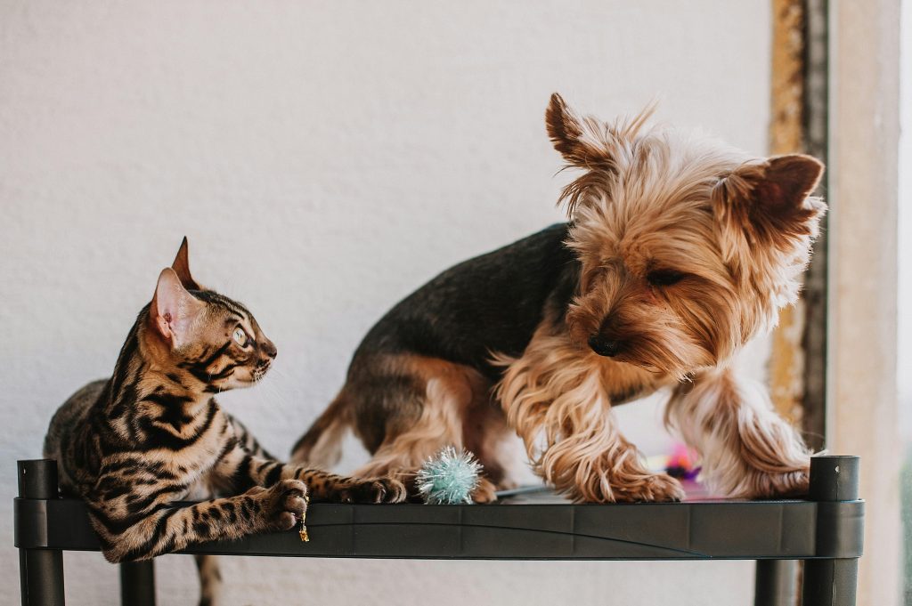 Pet Euthanasia: pet, cat and dog playing