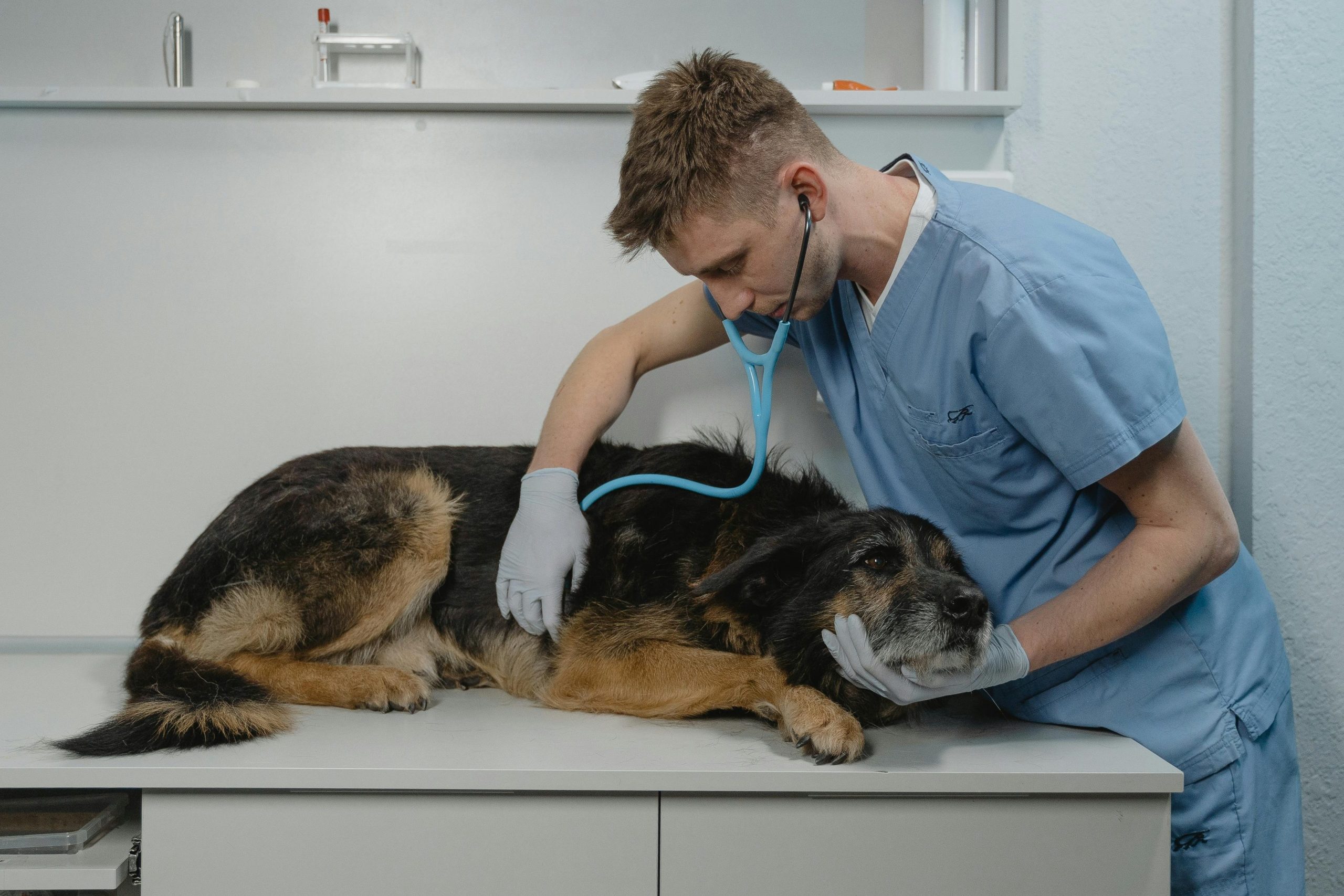 Pet Euthanasia:  pet getting checked-up